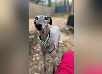 Itelo, sucht ein neues Körbchen