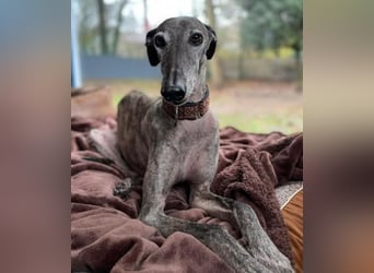 Itelo, sucht ein neues Körbchen