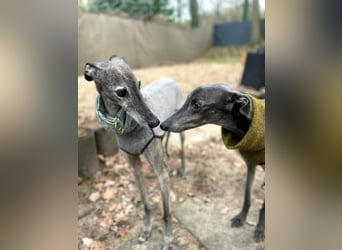 Itelo, sucht ein neues Körbchen