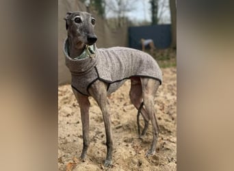 Itelo, sucht ein neues Körbchen