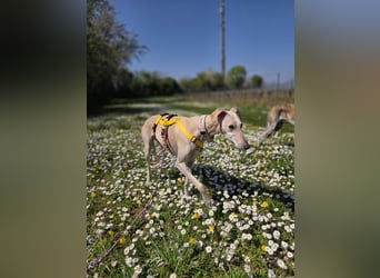 Darf Kiska deine Superheldin sein?