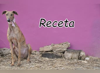 Schenkst du Receta ein Zuhause in dem sie ankommen darf?