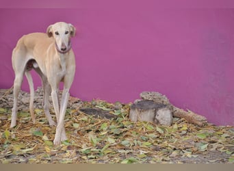 Möchtest du Vito zeigen, dass sein Weg in einem liebevollen Zuhause endet?