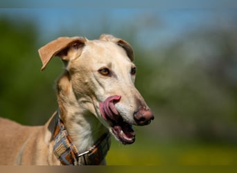 Möchtest du Vito zeigen, dass sein Weg in einem liebevollen Zuhause endet?