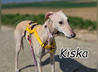 Darf Kiska deine Superheldin sein?