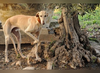 Möchtest du Vito zeigen, dass sein Weg in einem liebevollen Zuhause endet?