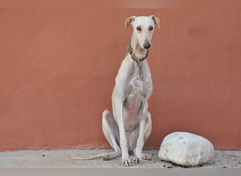 Darf Kiska deine Superheldin sein?