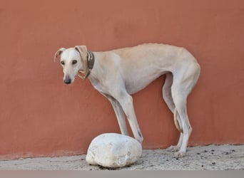 Darf Kiska deine Superheldin sein?