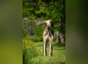 Möchtest du Vito zeigen, dass sein Weg in einem liebevollen Zuhause endet?