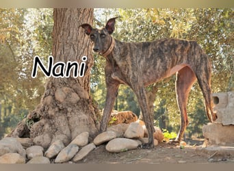 Wird Nani von dir gesehen und geliebt?