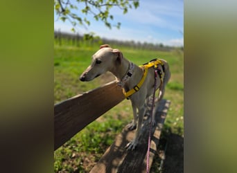 Darf Kiska deine Superheldin sein?