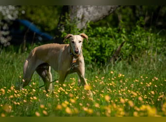 Möchtest du Vito zeigen, dass sein Weg in einem liebevollen Zuhause endet?