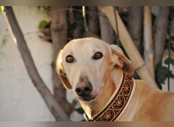 Möchtest du Vito zeigen, dass sein Weg in einem liebevollen Zuhause endet?