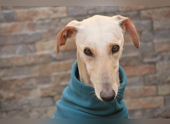 Darf Kiska deine Superheldin sein?