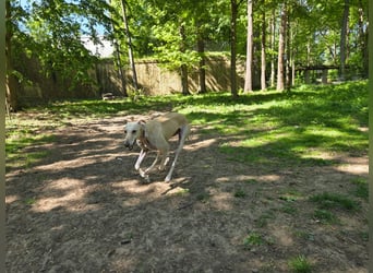 Darf Kiska deine Superheldin sein?