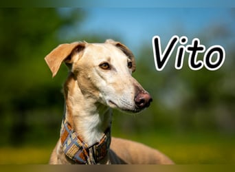 Möchtest du Vito zeigen, dass sein Weg in einem liebevollen Zuhause endet?