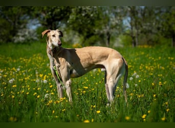 Möchtest du Vito zeigen, dass sein Weg in einem liebevollen Zuhause endet?