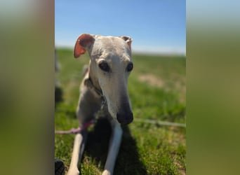 Darf Kiska deine Superheldin sein?