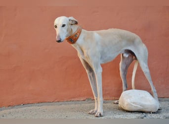 Möchtest du Vito zeigen, dass sein Weg in einem liebevollen Zuhause endet?