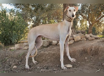 Darf Kiska deine Superheldin sein?