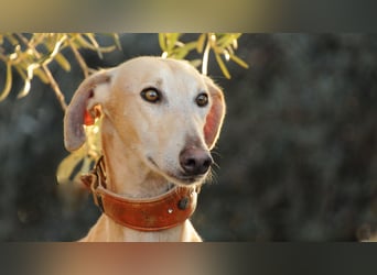 Möchtest du Vito zeigen, dass sein Weg in einem liebevollen Zuhause endet?