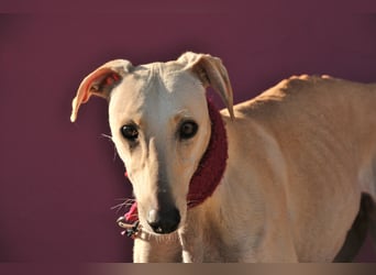 Darf Kiska deine Superheldin sein?