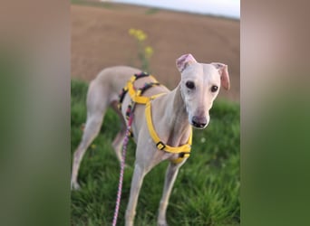 Darf Kiska deine Superheldin sein?