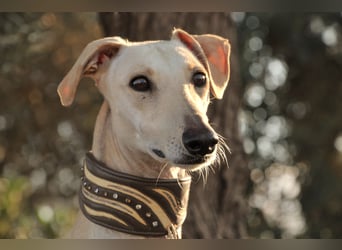 Darf Kiska deine Superheldin sein?