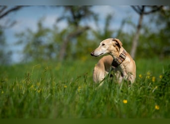 Möchtest du Vito zeigen, dass sein Weg in einem liebevollen Zuhause endet?