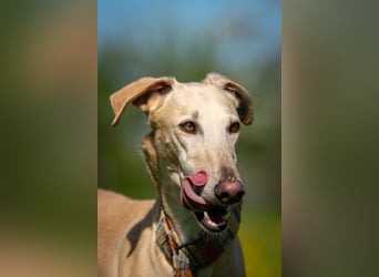 Möchtest du Vito zeigen, dass sein Weg in einem liebevollen Zuhause endet?