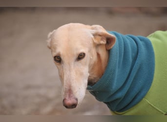 Möchtest du Vito zeigen, dass sein Weg in einem liebevollen Zuhause endet?