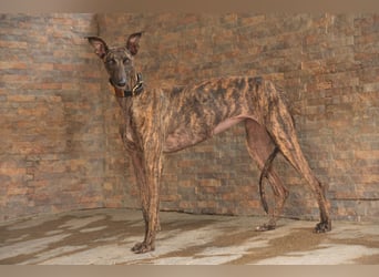 Wird Nani von dir gesehen und geliebt?