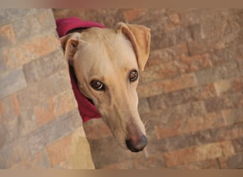 Darf Kiska deine Superheldin sein?