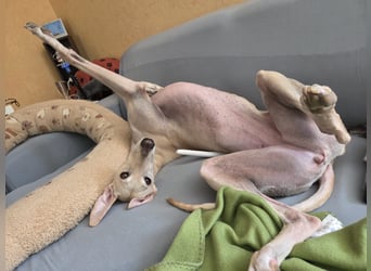 Darf Kiska deine Superheldin sein?