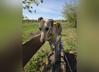 Darf Kiska deine Superheldin sein?