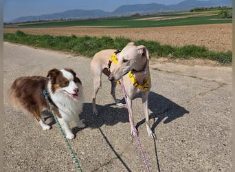 Darf Kiska deine Superheldin sein?