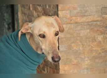 Darf Kiska deine Superheldin sein?