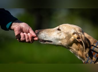 Möchtest du Vito zeigen, dass sein Weg in einem liebevollen Zuhause endet?