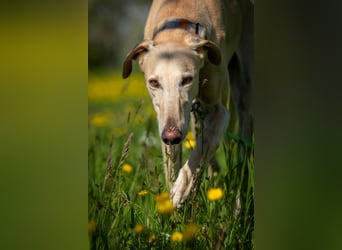 Möchtest du Vito zeigen, dass sein Weg in einem liebevollen Zuhause endet?