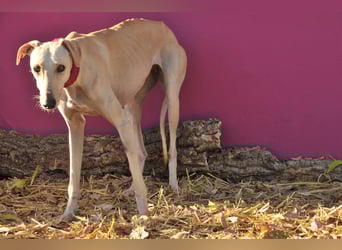 Darf Kiska deine Superheldin sein?