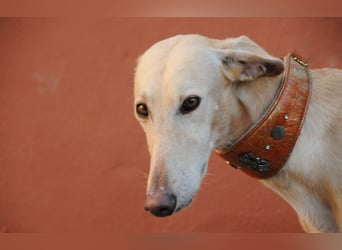 Möchtest du Vito zeigen, dass sein Weg in einem liebevollen Zuhause endet?