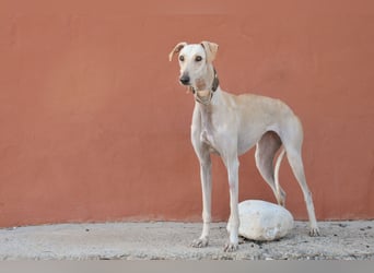 Darf Kiska deine Superheldin sein?