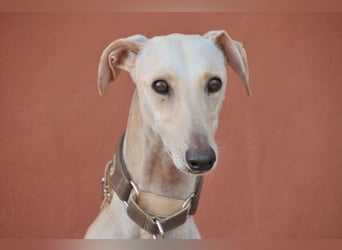 Darf Kiska deine Superheldin sein?