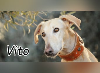 Möchtest du Vito zeigen, dass sein Weg in einem liebevollen Zuhause endet?