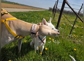 Darf Kiska deine Superheldin sein?