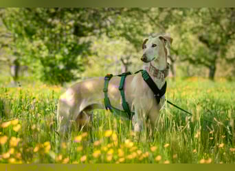 Möchtest du Vito zeigen, dass sein Weg in einem liebevollen Zuhause endet?