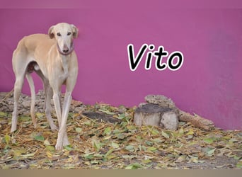 Möchtest du Vito zeigen, dass sein Weg in einem liebevollen Zuhause endet?