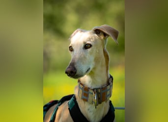 Möchtest du Vito zeigen, dass sein Weg in einem liebevollen Zuhause endet?