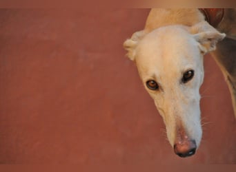 Möchtest du Vito zeigen, dass sein Weg in einem liebevollen Zuhause endet?