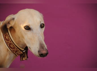 Möchtest du Vito zeigen, dass sein Weg in einem liebevollen Zuhause endet?